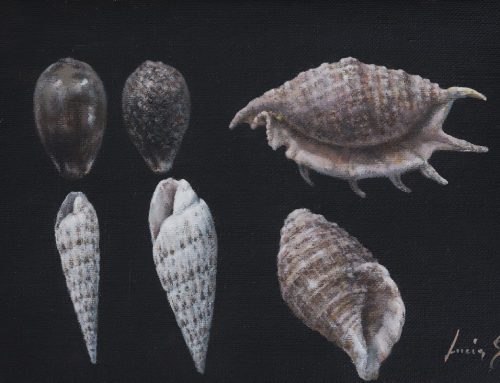 Shells